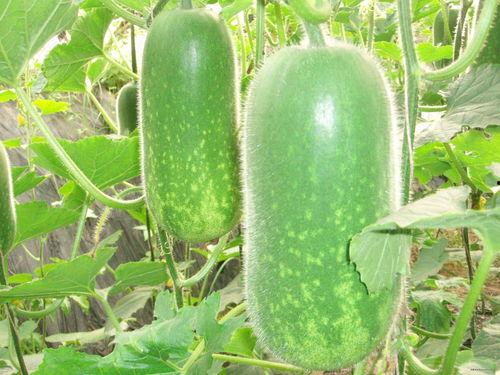 网红吃瓜圈八卦图片